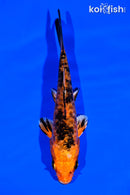 5.75" DOITSU KIN ORENJI BEKKO