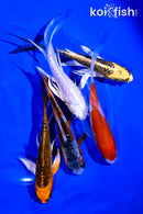 PACK OF (5) 4-5" BUTTERFLY KOI