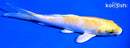 5.5" LEMON HARIWAKE