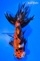 5" CALICO TELESCOPE FANTAIL GOLDFISH