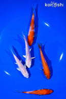 PACK OF (5) 4-5" STANDARD KOI