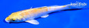 5.5" LEMON HARIWAKE