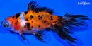 5" CALICO TELESCOPE FANTAIL GOLDFISH