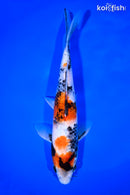 9.25" SHOWA