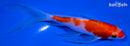 6" KOHAKU BUTTERFLY