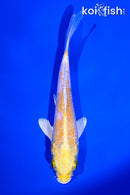 5.5" LEMON HARIWAKE