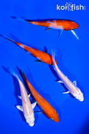 PACK OF (5) 4-5" STANDARD KOI