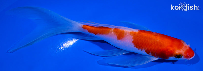 6" KOHAKU BUTTERFLY