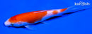 5.75" KOHAKU