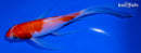 6" KOHAKU BUTTERFLY