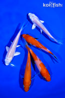 PACK OF (5) 4-5" STANDARD KOI