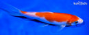 5.75" KOHAKU