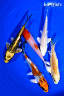 PACK OF (5) 4-5" STANDARD KOI
