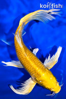 9.25" LEMON HARIWAKE BUTTERFLY