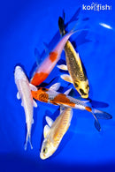 PACK OF (5) 4-5" STANDARD KOI