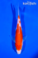 5.75" KOHAKU