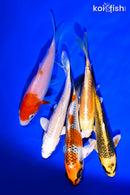 PACK OF (5) 4-5" STANDARD KOI