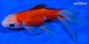 5" FANTAIL GOLDFISH