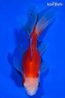 5" FANTAIL GOLDFISH
