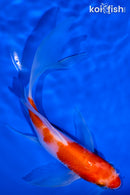 6" KOHAKU BUTTERFLY