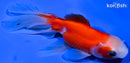 5" FANTAIL GOLDFISH