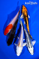 PACK OF (5) 4-5" STANDARD KOI