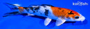 5.75" YAMATO NISHIKI