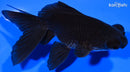 4.75" TELESCOPE FANTAIL GOLDFISH