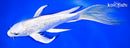 9.75" GINRIN PLATINUM OGON BUTTERFLY