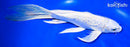 9.75" GINRIN PLATINUM OGON BUTTERFLY