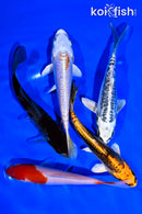 PACK OF (5) 4-5" STANDARD KOI