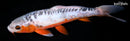 9.75" SHUSUI