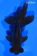 4.75" TELESCOPE FANTAIL GOLDFISH