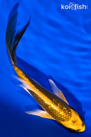 5.5" GINRIN KI MATSUBA BUTTERFLY