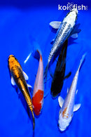 PACK OF (5) 4-5" STANDARD KOI