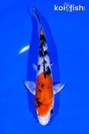 5.75" YAMATO NISHIKI