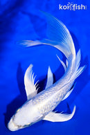 9.75" GINRIN PLATINUM OGON BUTTERFLY