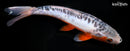 9.75" SHUSUI