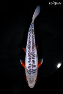 9.75" SHUSUI