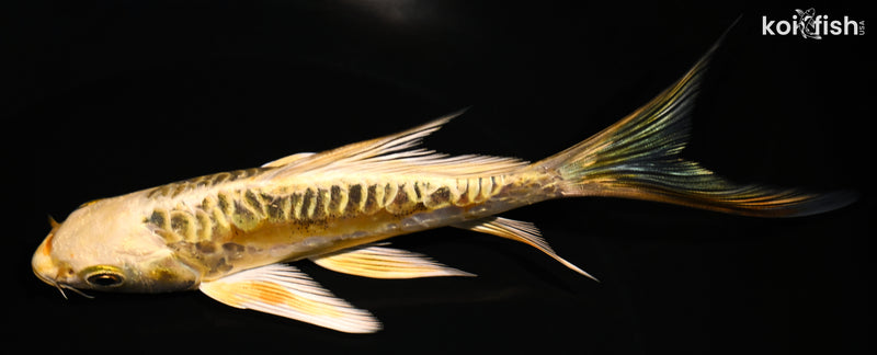 6" ARAGOKE KIN KIKOKURYU BUTTERFLY