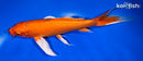 9" ORENJI OGON BUTTERFLY