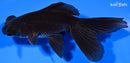4.75" TELESCOPE FANTAIL GOLDFISH