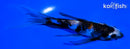 5.25" GINRIN SHOWA BUTTERFLY