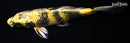 9" KIN KI UTSURI