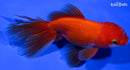 4.5" ORANDA GOLDFISH