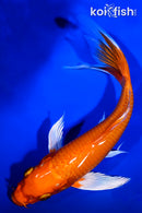 9" ORENJI OGON BUTTERFLY