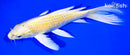9.25" YAMABUKI OGON BUTTERFLY