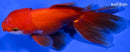 4.5" ORANDA GOLDFISH