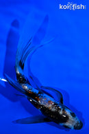 5.25" GINRIN SHOWA BUTTERFLY