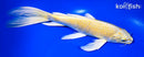 9.25" YAMABUKI OGON BUTTERFLY